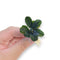 Bucephalandra Pandora Queen bare-root plant showing healthy roots and subtle bluish-green iridescent foliage
