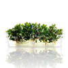 Bucephalandra Petite Blue Chili Vitro Culture aquarium plant