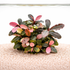 Bucephalandra Pink Malawi aquarium plant with compact growth and oval leaves displaying pink, red, and deep green tones growing on sandy aquarium substrate.