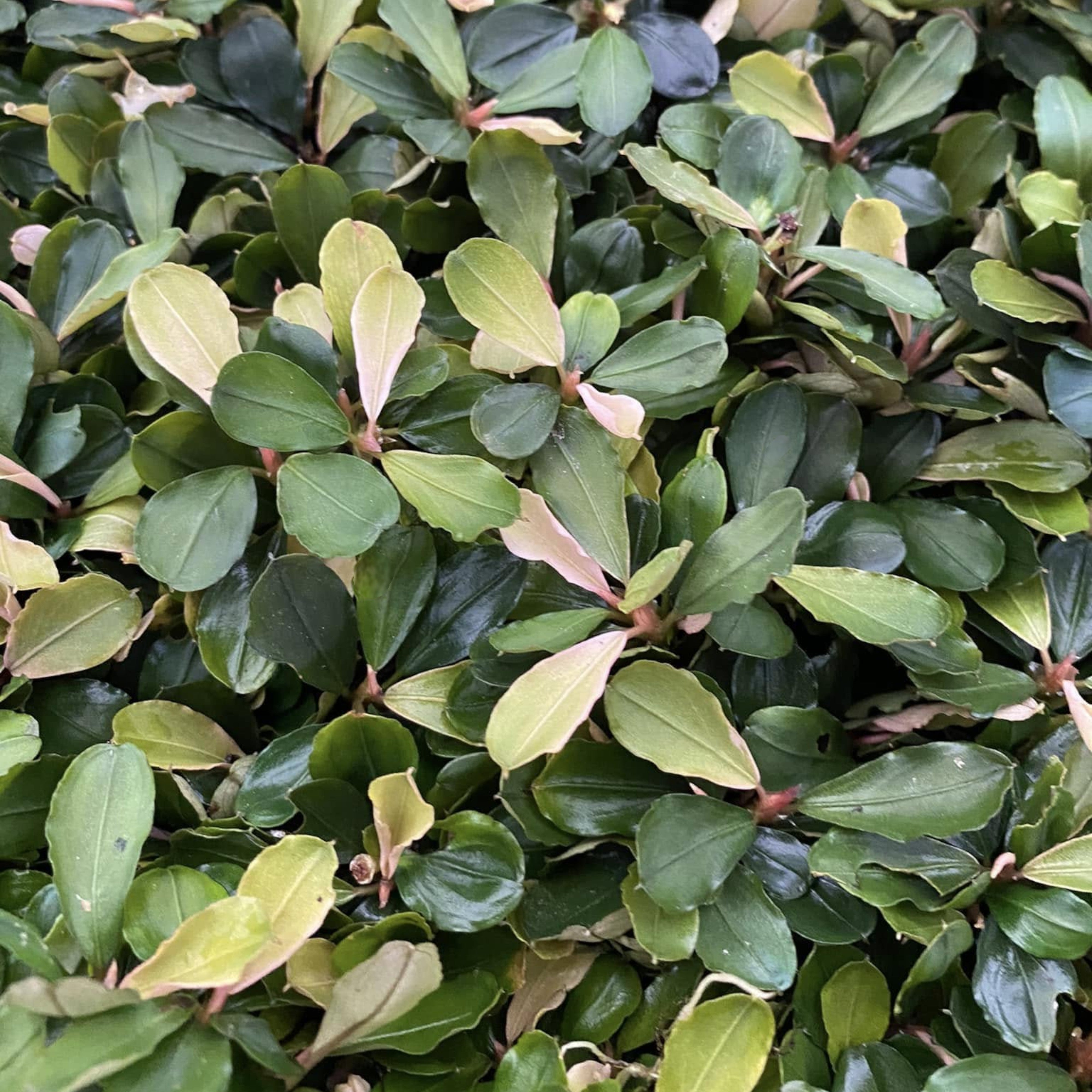 Close-up of Bucephalandra Pink Malawi aquarium plant with vibrant pink-marble leaves, displayed as a bare-root specimen on a white background.