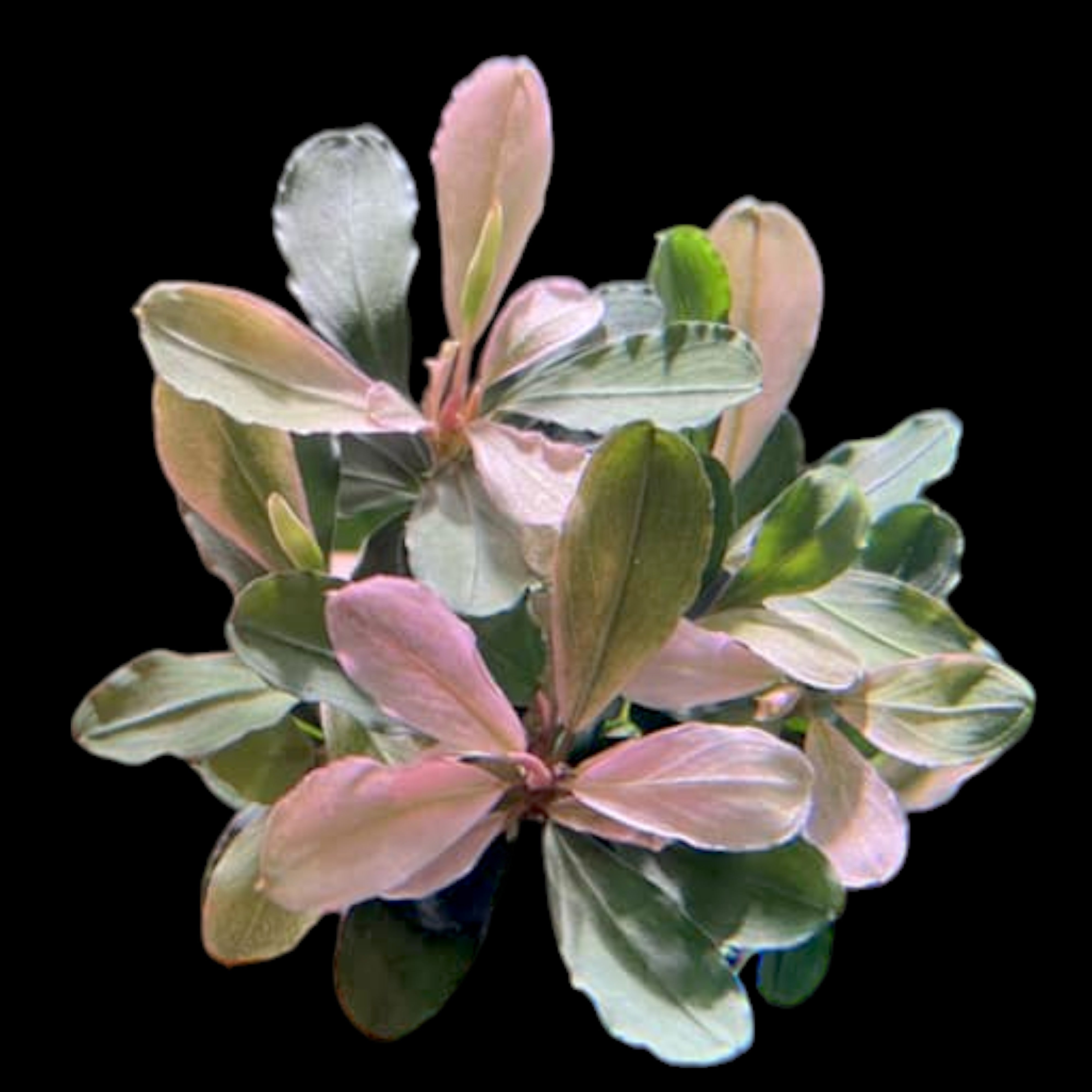 Aquarium plant Bucephalandra Pink Malawi with compact growth and striking pink-toned foliage, photographed as an individual bare-root plant