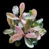 Aquarium plant Bucephalandra Pink Malawi with compact growth and striking pink-toned foliage, photographed as an individual bare-root plant