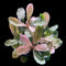 Aquarium plant Bucephalandra Pink Malawi with compact growth and striking pink-toned foliage, photographed as an individual bare-root plant