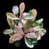 Aquarium plant Bucephalandra Pink Malawi with compact growth and striking pink-toned foliage, photographed as an individual bare-root plant