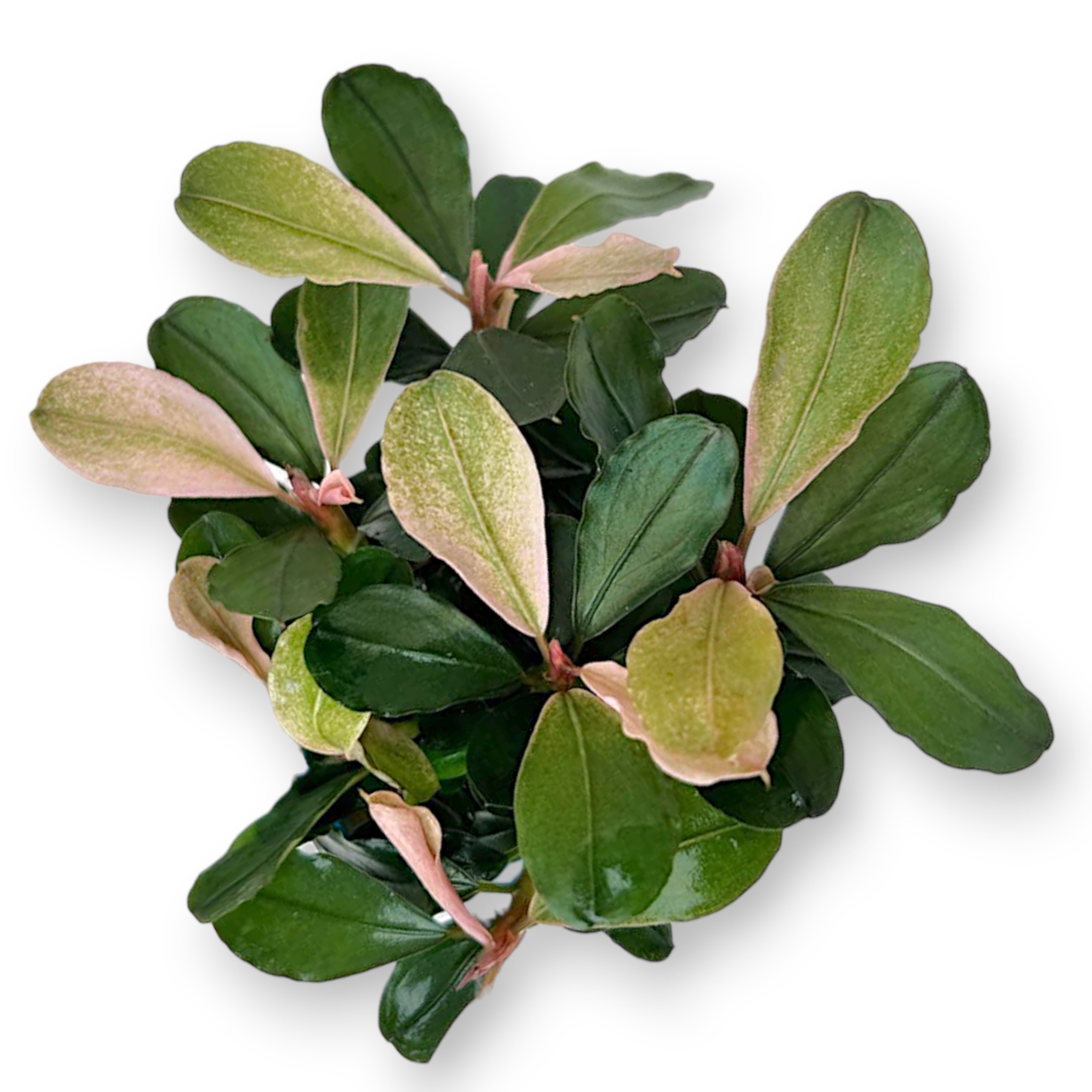 Bucephalandra Pink Marble aquarium plant with soft pink and green marbled leaves, displayed as a loose bare-root specimen on a white background.