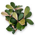 Bucephalandra Pink Marble aquarium plant with soft pink and green marbled leaves, displayed as a loose bare-root specimen on a white background.