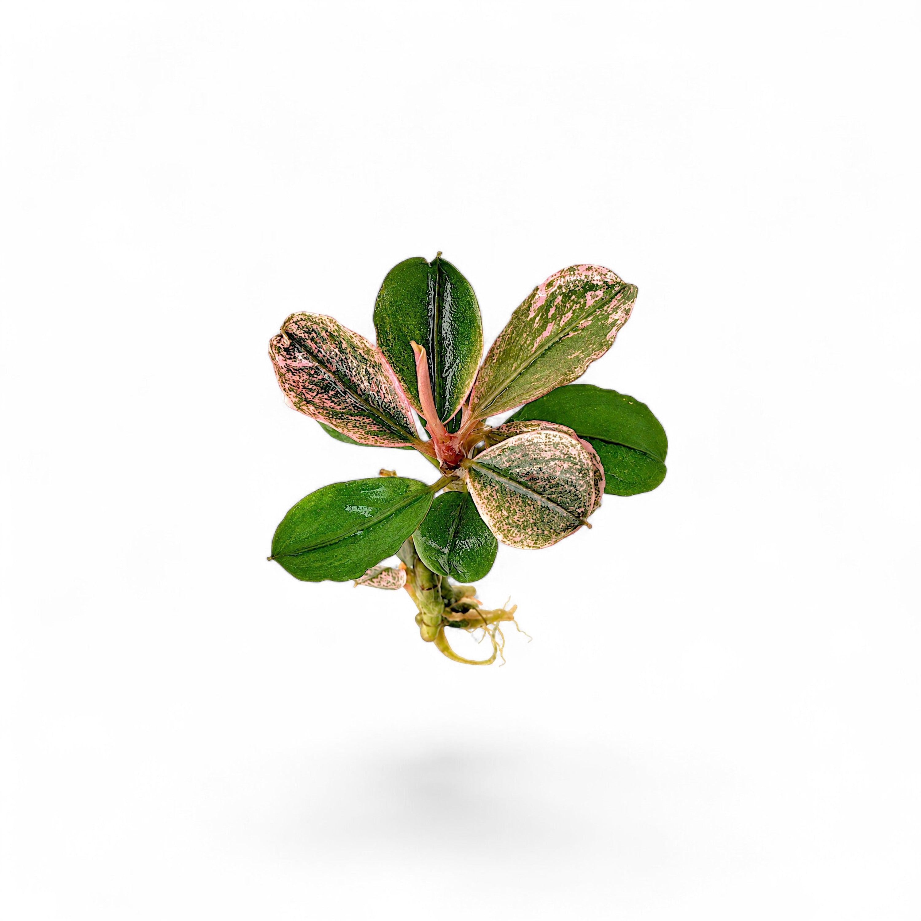Single bare-root Bucephalandra Pink Marble aquarium plant featuring dark green leaves with iridescent pink mottling on a white background.