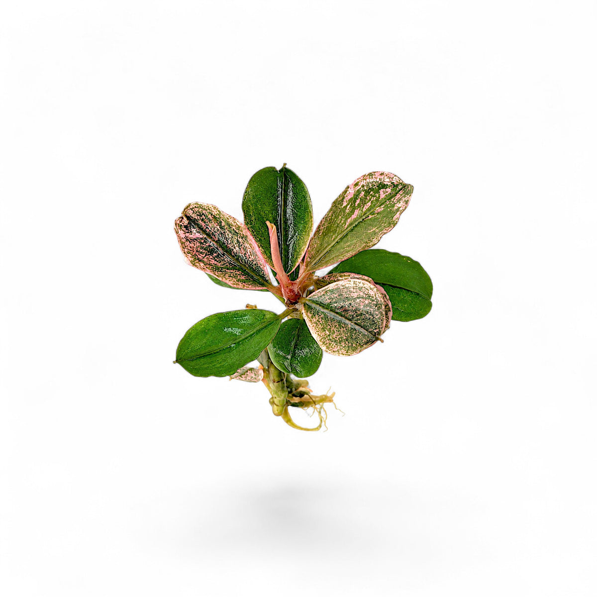 Single bare-root Bucephalandra Pink Marble aquarium plant featuring dark green leaves with iridescent pink mottling on a white background.