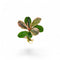 Single bare-root Bucephalandra Pink Marble aquarium plant featuring dark green leaves with iridescent pink mottling on a white background.