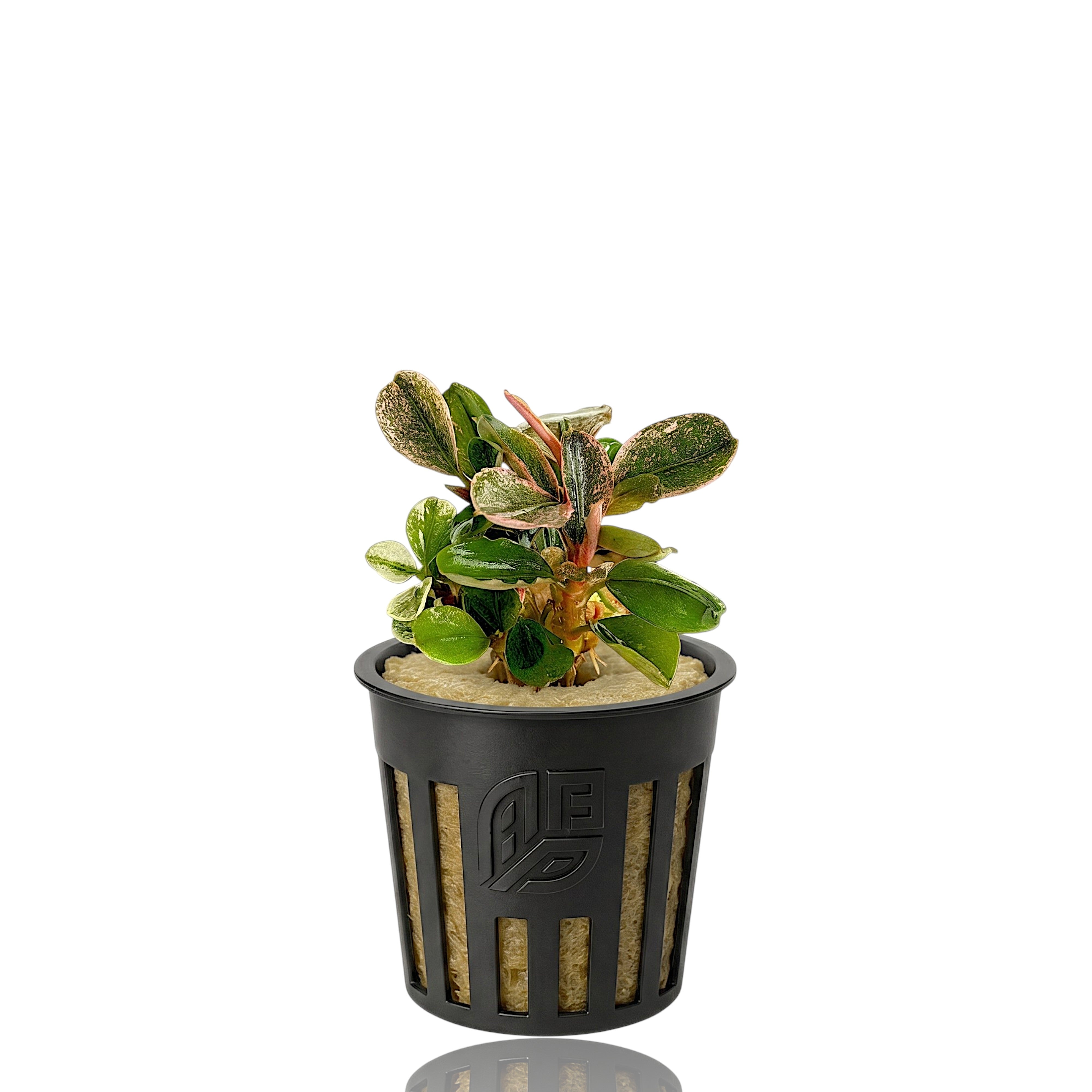 A small, potted Bucephalandra Pink Marble aquarium plant with pink and green variegated leaves, sitting in a black plastic net pot against a plain white background.