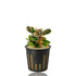 A small, potted Bucephalandra Pink Marble aquarium plant with pink and green variegated leaves, sitting in a black plastic net pot against a plain white background.