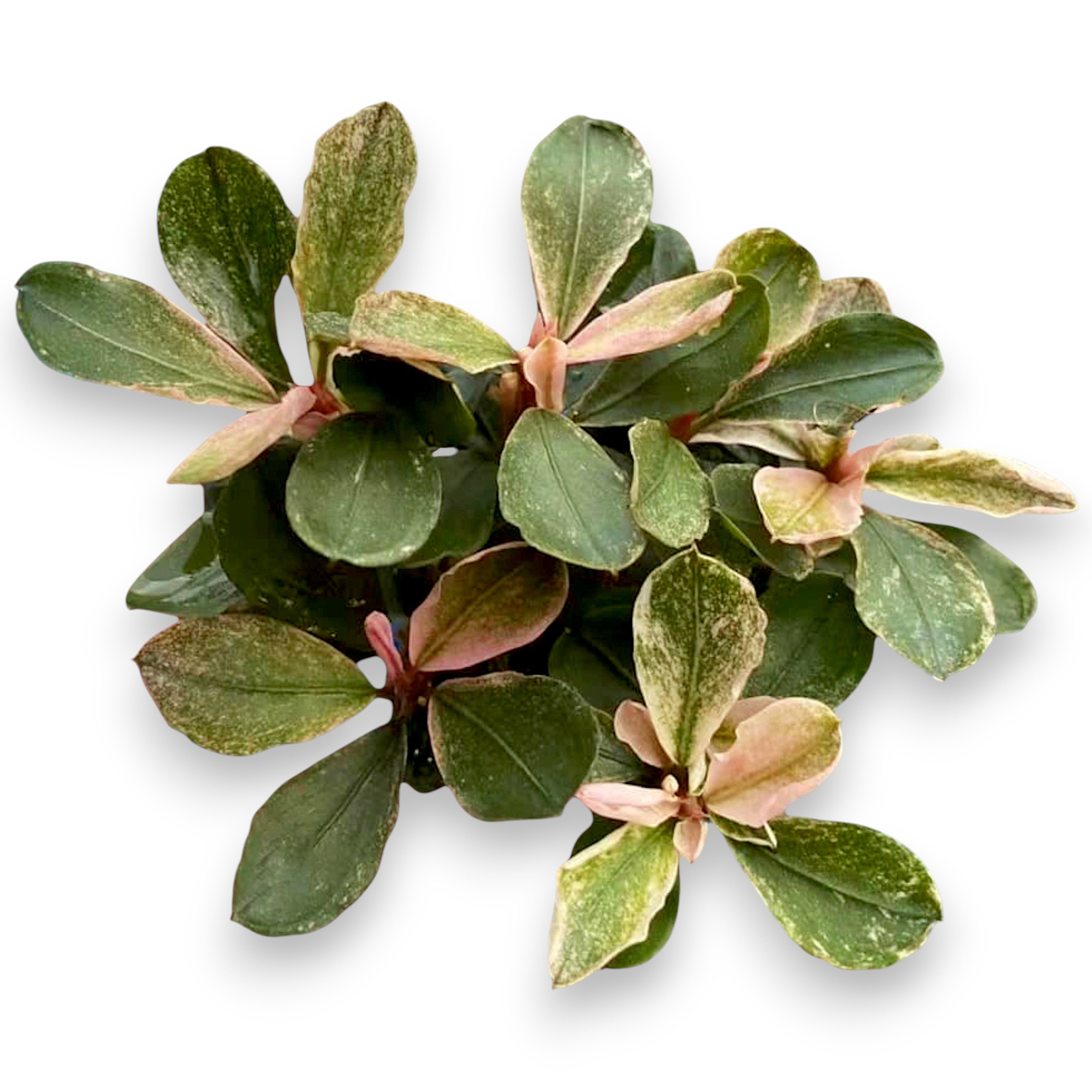 Multiple Bucephalandra Pink Marble plants with iridescent pink hues