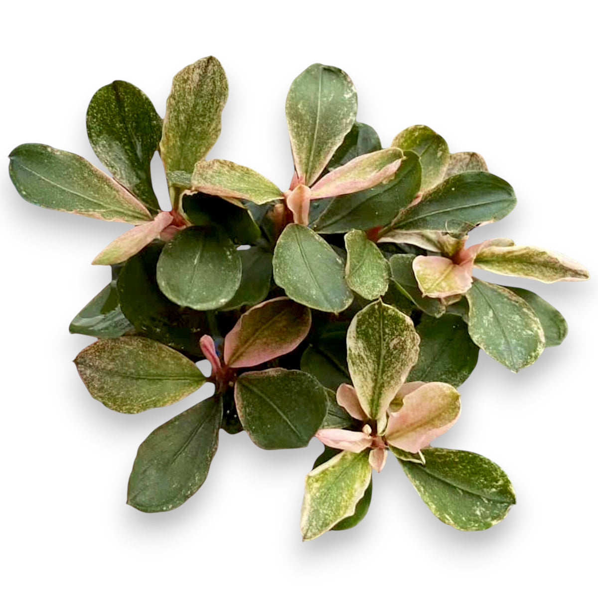 Multiple Bucephalandra Pink Marble plants with iridescent pink hues