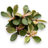 Multiple Bucephalandra Pink Marble plants with iridescent pink hues