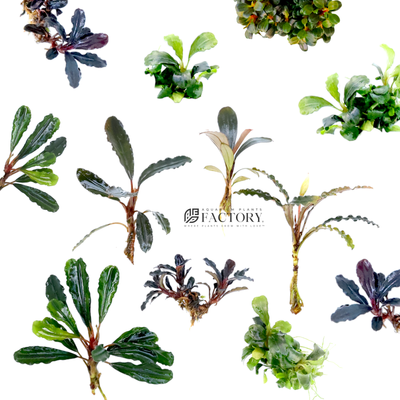 Bucephalandra plants are typically sold in packages that include several individual plants. These packages can vary in size, with some containing just a few plants and others containing dozens. They may also be sold as "assorted" packages, which contain a variety of different Bucephalandra species.
