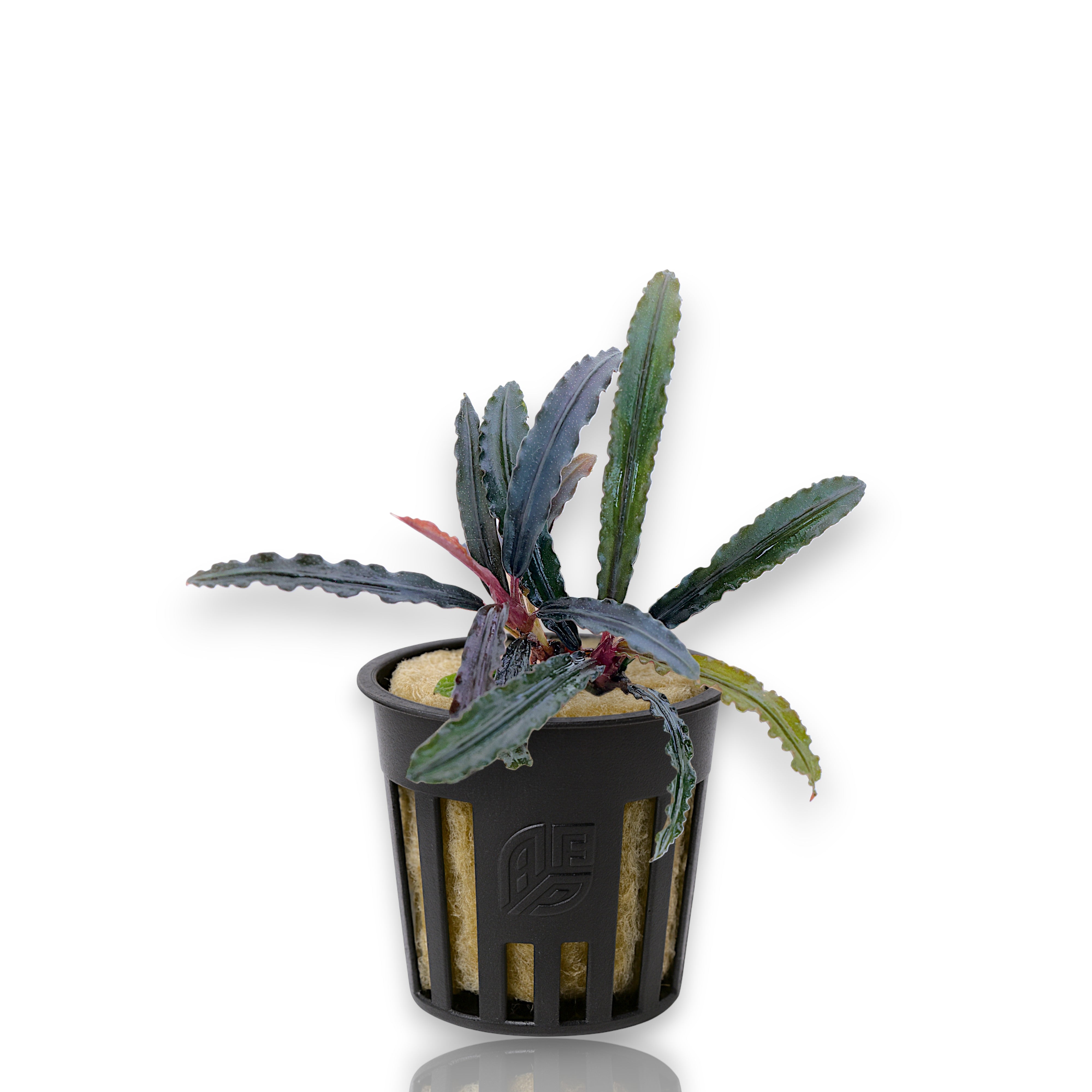 Bucephalandra ‘Red Catherine’ growing in small nursery pots, highlighting compact form and vivid metallic sheen under aquarium lighting.