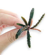 Bucephalandra Red Catherine live aquarium plant