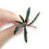Bucephalandra Red Catherine