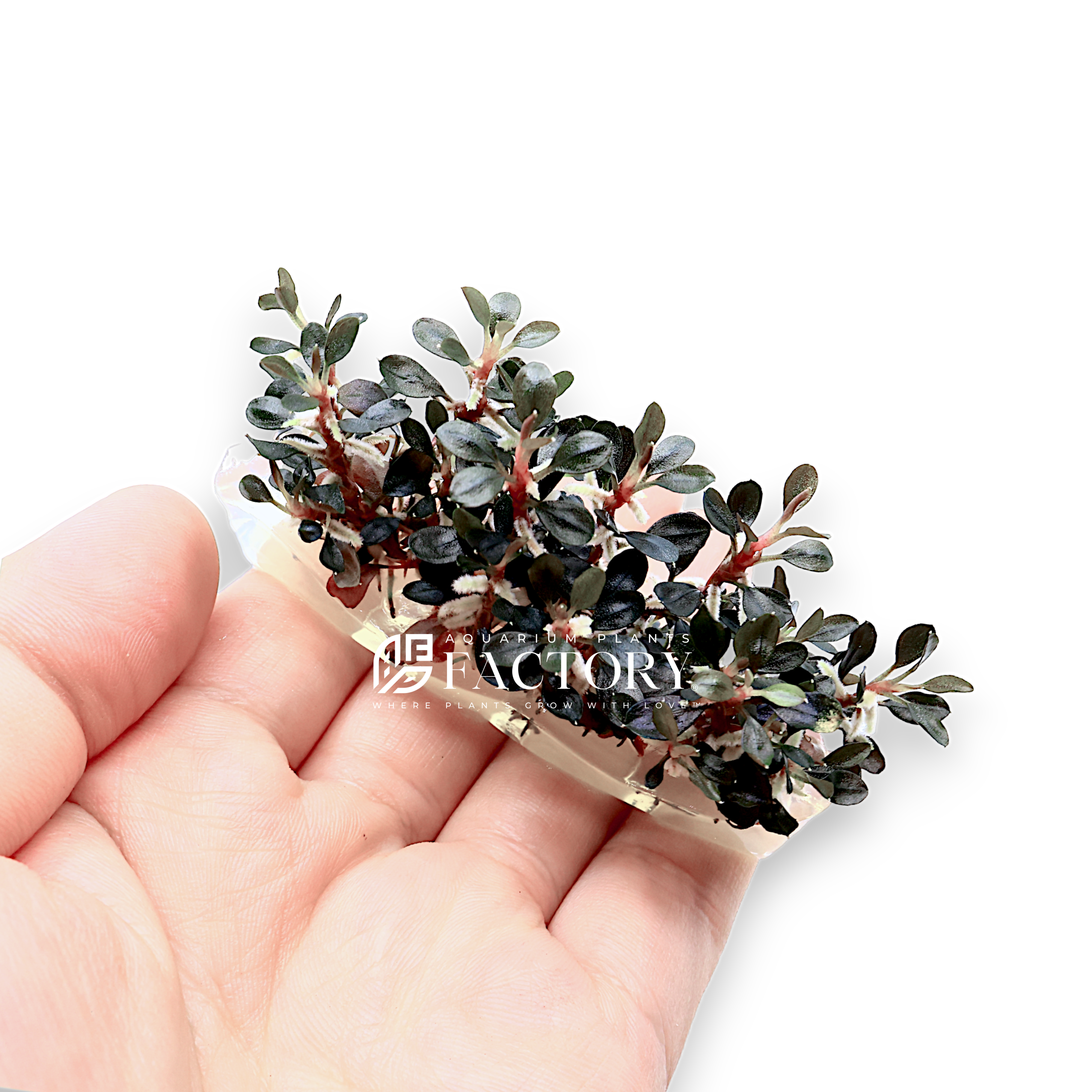 Propagation of Bucephalandra Red Mini Coin is straightforward. This plant propagates through rhizome division. Simply cut a healthy rhizome section with leaves and roots, and reattach it to a new location in the aquarium.