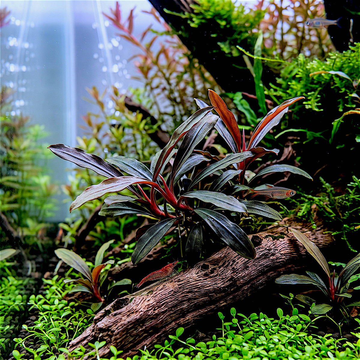 A close-up of a Bucephalandra Sekadau Red Sword plant featuring narrow, dark green and olive-brown leaves with ruffled edges.