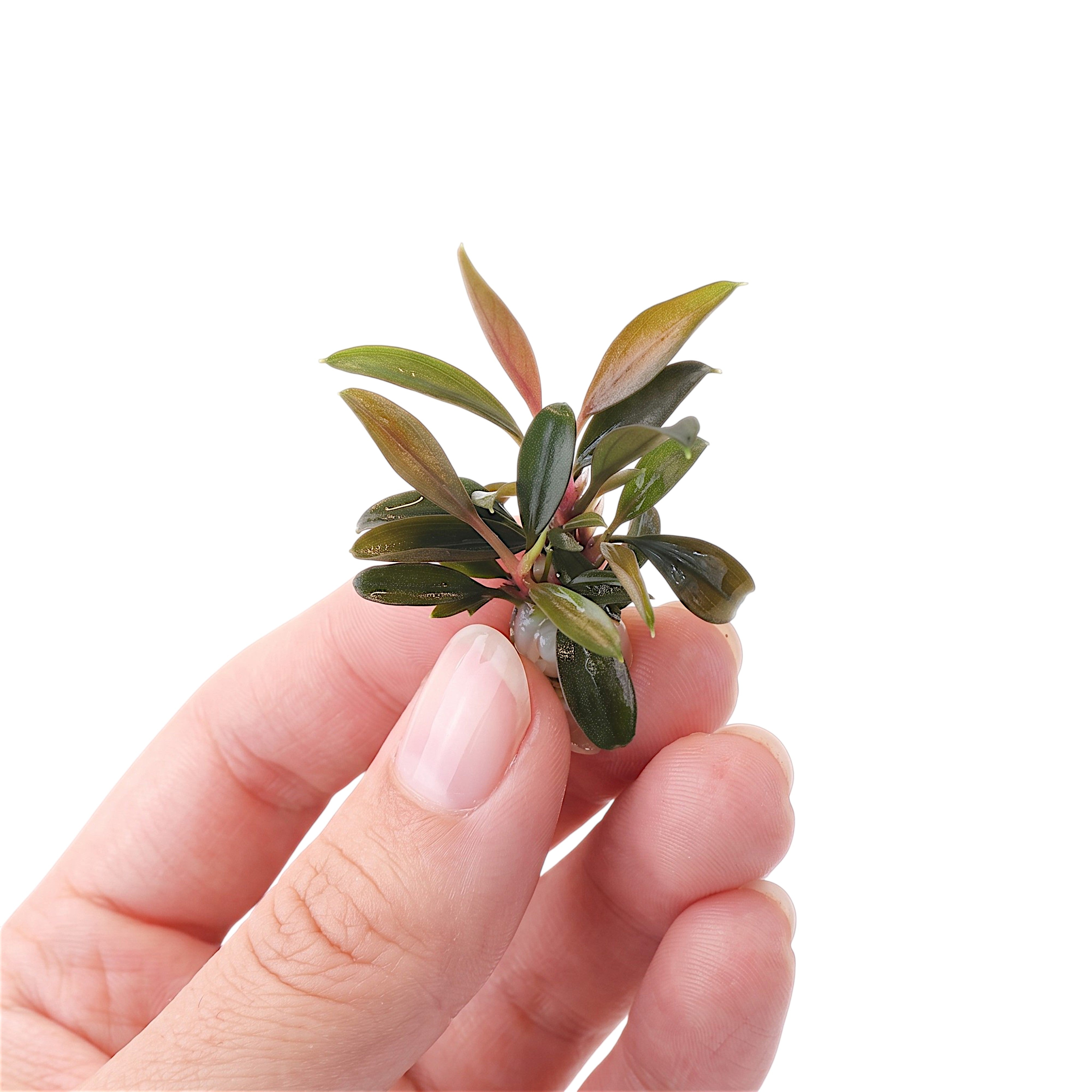 A small bare-root Bucephalandra Red Sword showing healthy rhizomes and dark, wavy-edged leaves.