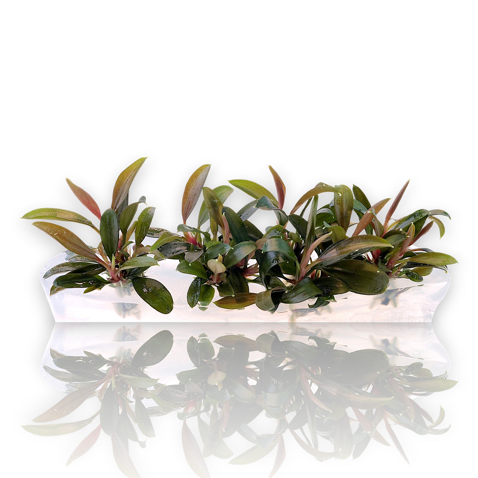 Bucephalandra Red Sword in a sterile Vitro Culture bag from Aquarium Plants Factory.