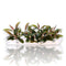 Bucephalandra Red Sword in a sterile Vitro Culture bag from Aquarium Plants Factory.