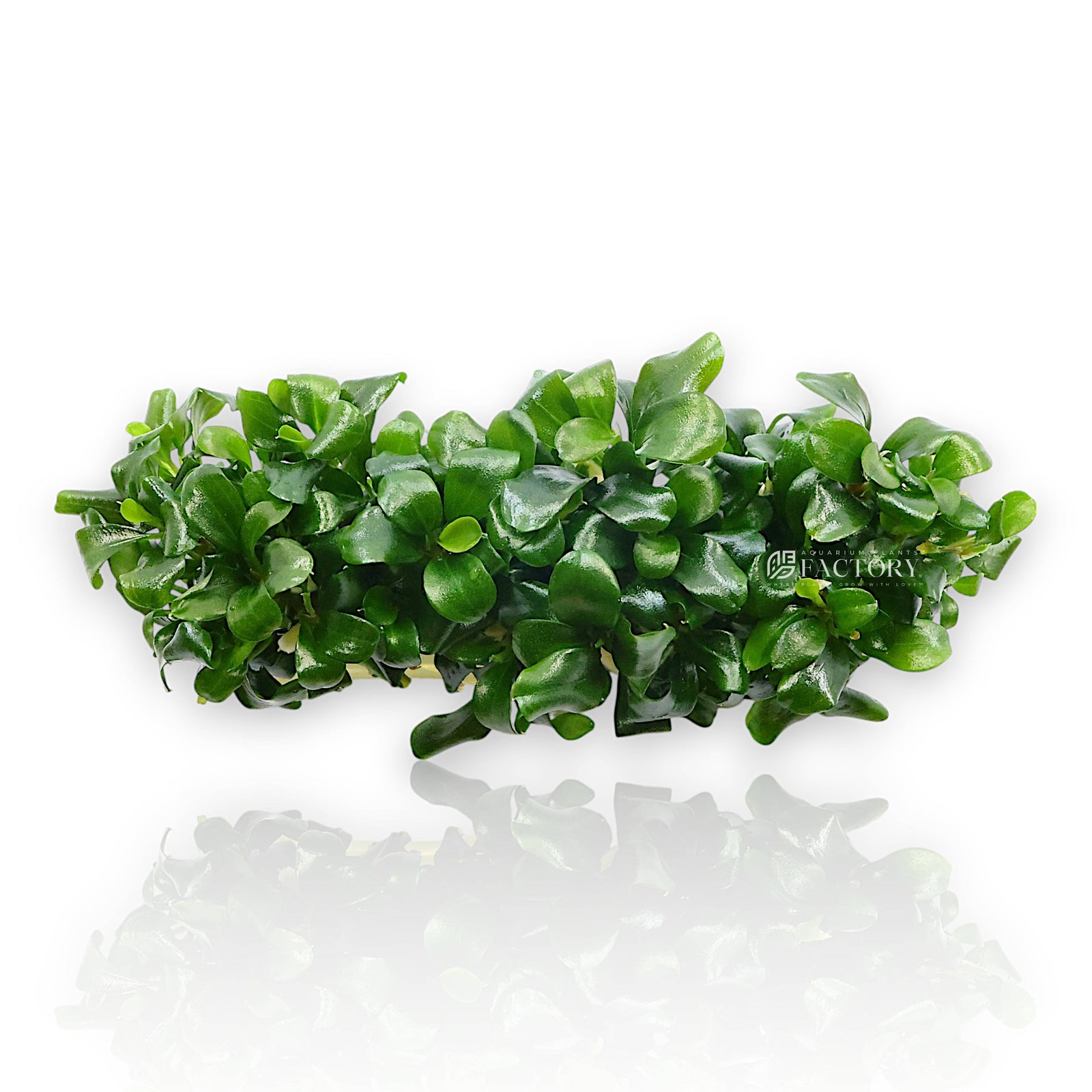 Bucephalandra pygmaea 'Sintang' is a petite and refined variety of Bucephalandra native to the Sintang region of West Kalimantan, Borneo. This variant is prized for its compact size, dense clumping habit, and soft, rounded leaves with subtle undulating edges—making it an excellent choice for nano tanks, foreground accents, and minimalist aquascapes.