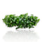 Bucephalandra pygmaea 'Sintang' is a petite and refined variety of Bucephalandra native to the Sintang region of West Kalimantan, Borneo. This variant is prized for its compact size, dense clumping habit, and soft, rounded leaves with subtle undulating edges—making it an excellent choice for nano tanks, foreground accents, and minimalist aquascapes.