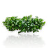 Bucephalandra pygmaea 'Sintang' is a petite and refined variety of Bucephalandra native to the Sintang region of West Kalimantan, Borneo. This variant is prized for its compact size, dense clumping habit, and soft, rounded leaves with subtle undulating edges—making it an excellent choice for nano tanks, foreground accents, and minimalist aquascapes.