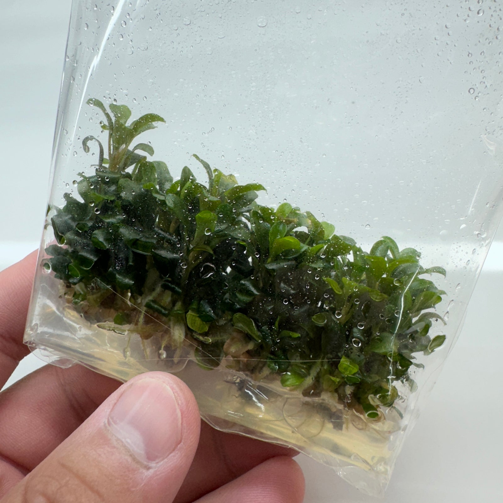 Bucephalandra sp. Sintang Tissue Culture