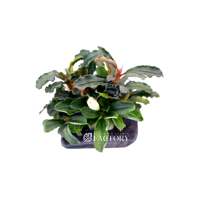 Introducing our exquisite product: Bucephalandra on Small Driftwood [Grower's Choice]. This captivating offering combines the beauty of Bucephalandra, a stunning aquatic plant, with the natural allure of small driftwood pieces. Each piece is unique, boasting its own distinctive size, shape, and characteristics.