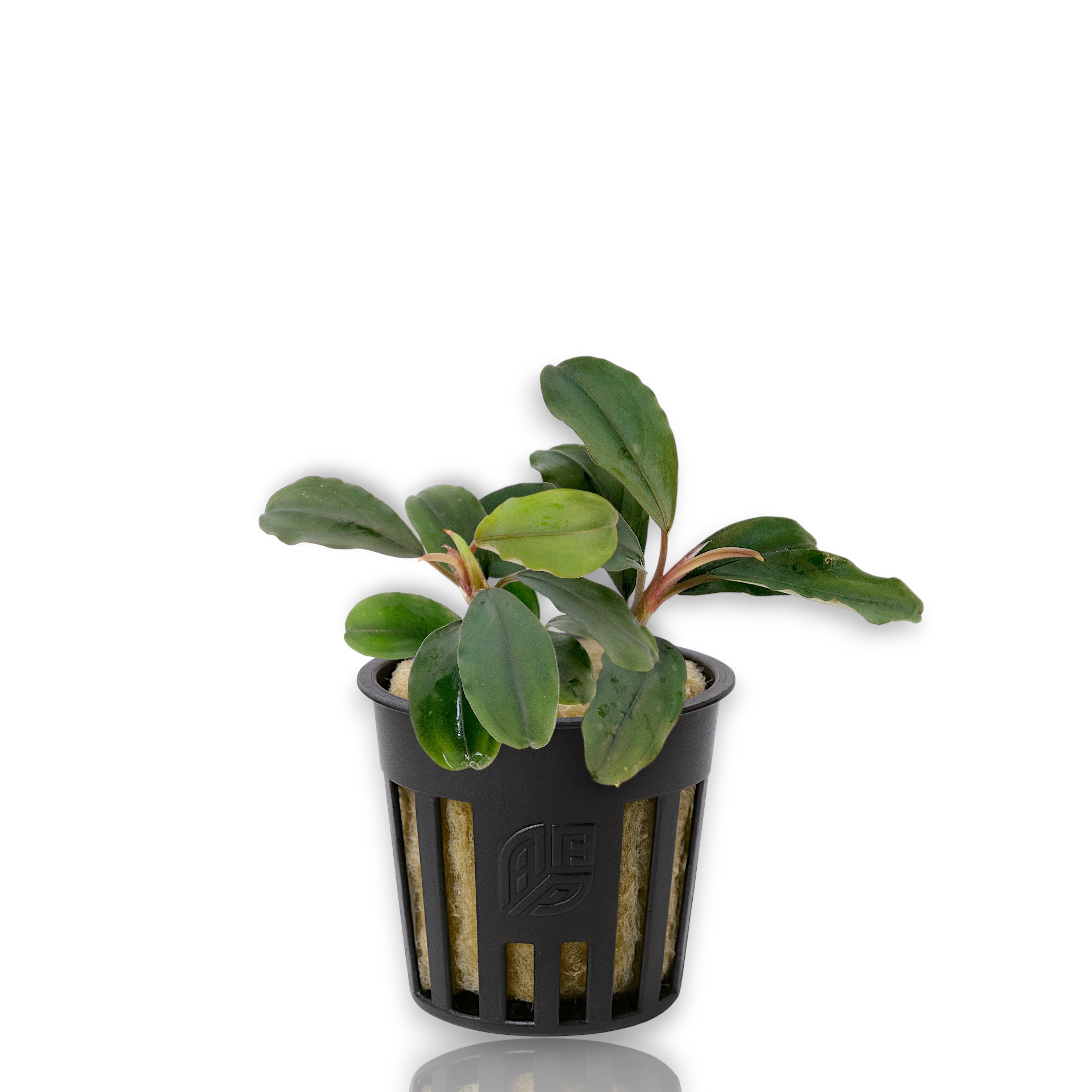 Bucephalandra Theia with deep green leaves and subtle bluish sheen displayed on white background