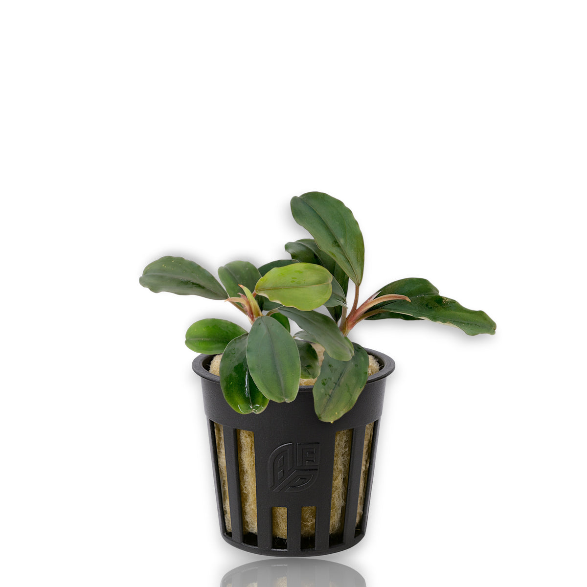 Bucephalandra Theia with deep green leaves and subtle bluish sheen displayed on white background