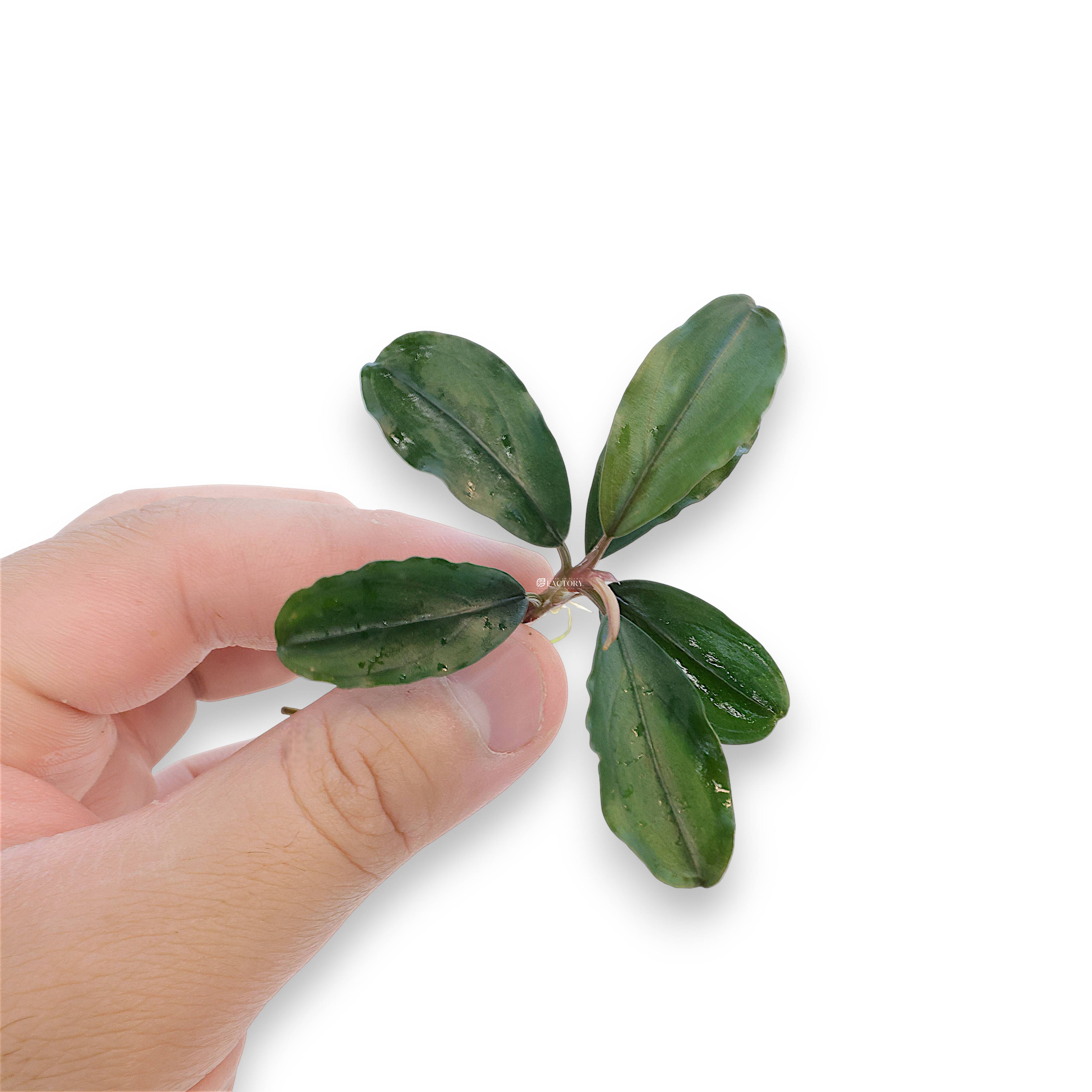 Aquarium plant Bucephalandra Theia bare-root specimen highlighting iridescent foliage and rhizome