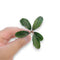 Aquarium plant Bucephalandra Theia bare-root specimen highlighting iridescent foliage and rhizome