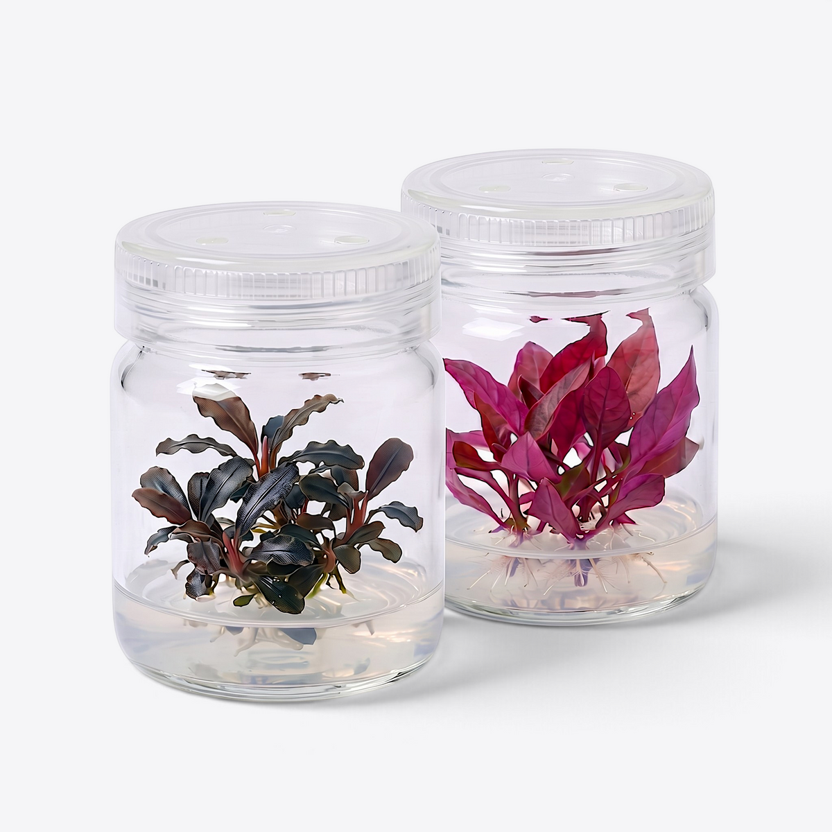 Aquarium Plants Factory