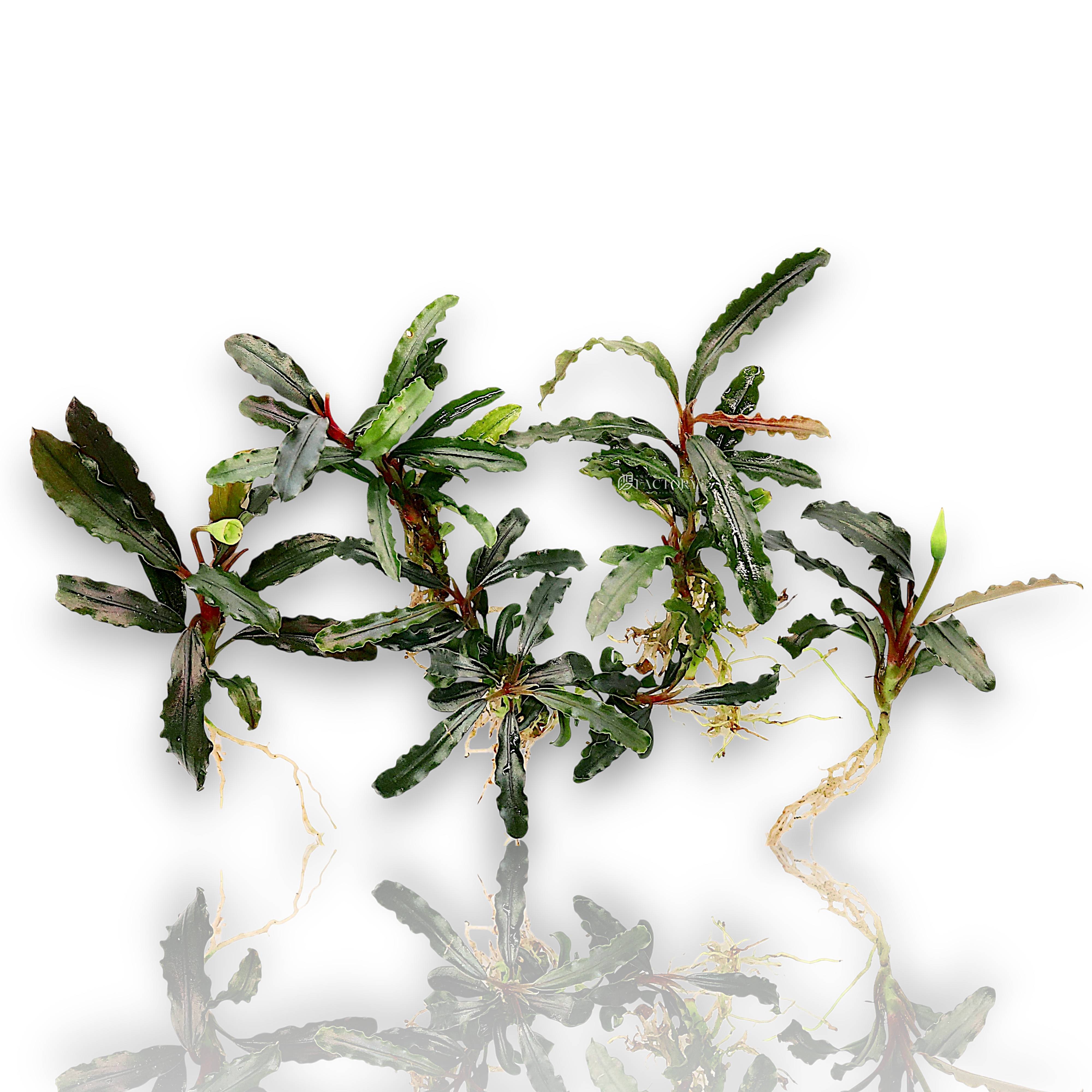 Bare-root Bucephalandra sp. "Velvet Tricolor" with narrow, wavy leaves in shades of brown, red, and green.