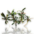 Bare-root Bucephalandra sp. "Velvet Tricolor" with narrow, wavy leaves in shades of brown, red, and green.
