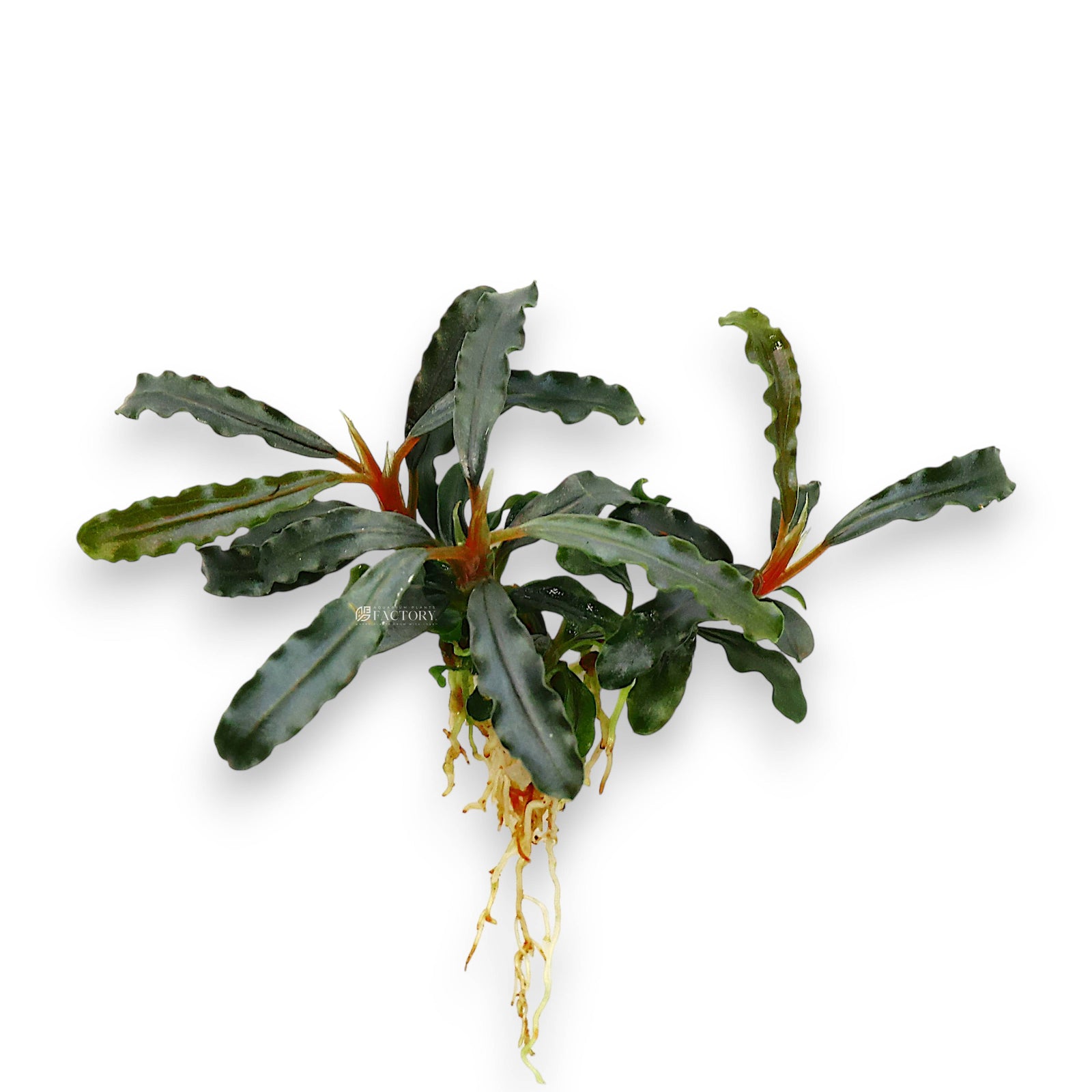 Bare-root Bucephalandra Velvet Tricolor with compact rhizome and narrow wavy leaves in shades of red, brown, and green.