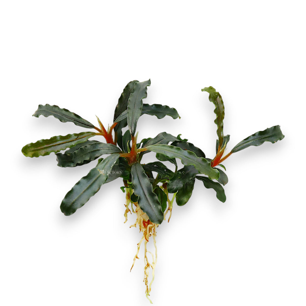 Bare-root Bucephalandra Velvet Tricolor with compact rhizome and narrow wavy leaves in shades of red, brown, and green.