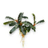 Bare-root Bucephalandra Velvet Tricolor with compact rhizome and narrow wavy leaves in shades of red, brown, and green.