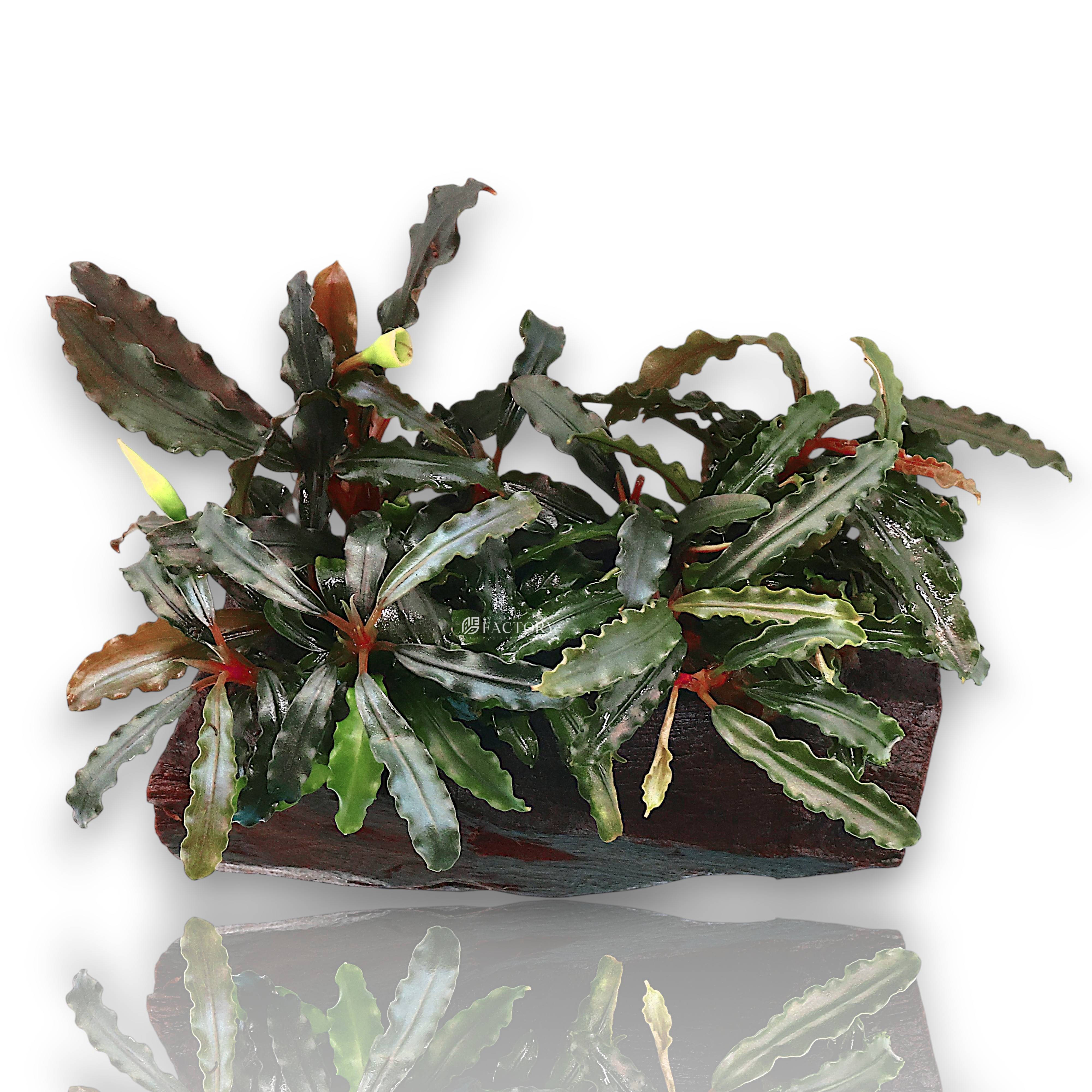 Bucephalandra Velvet Tricolor attached to natural driftwood, displaying dense bushy form with multicolored leaves.