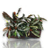 Bucephalandra Velvet Tricolor attached to natural driftwood, displaying dense bushy form with multicolored leaves.