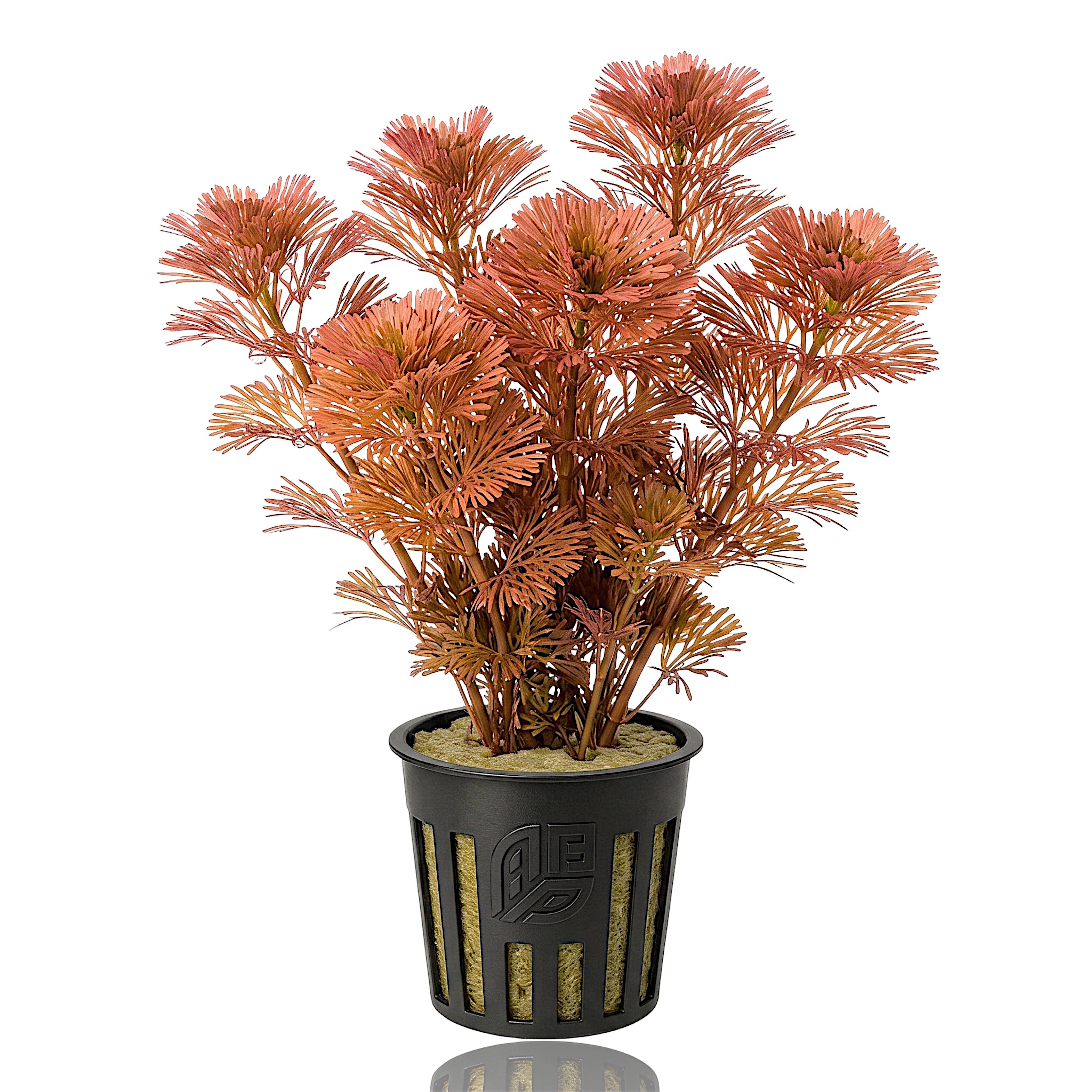 A pot containing fresh-cut stems of Red Cabomba, showcasing its distinct pink to reddish-purple foliage ready for an aquarium.