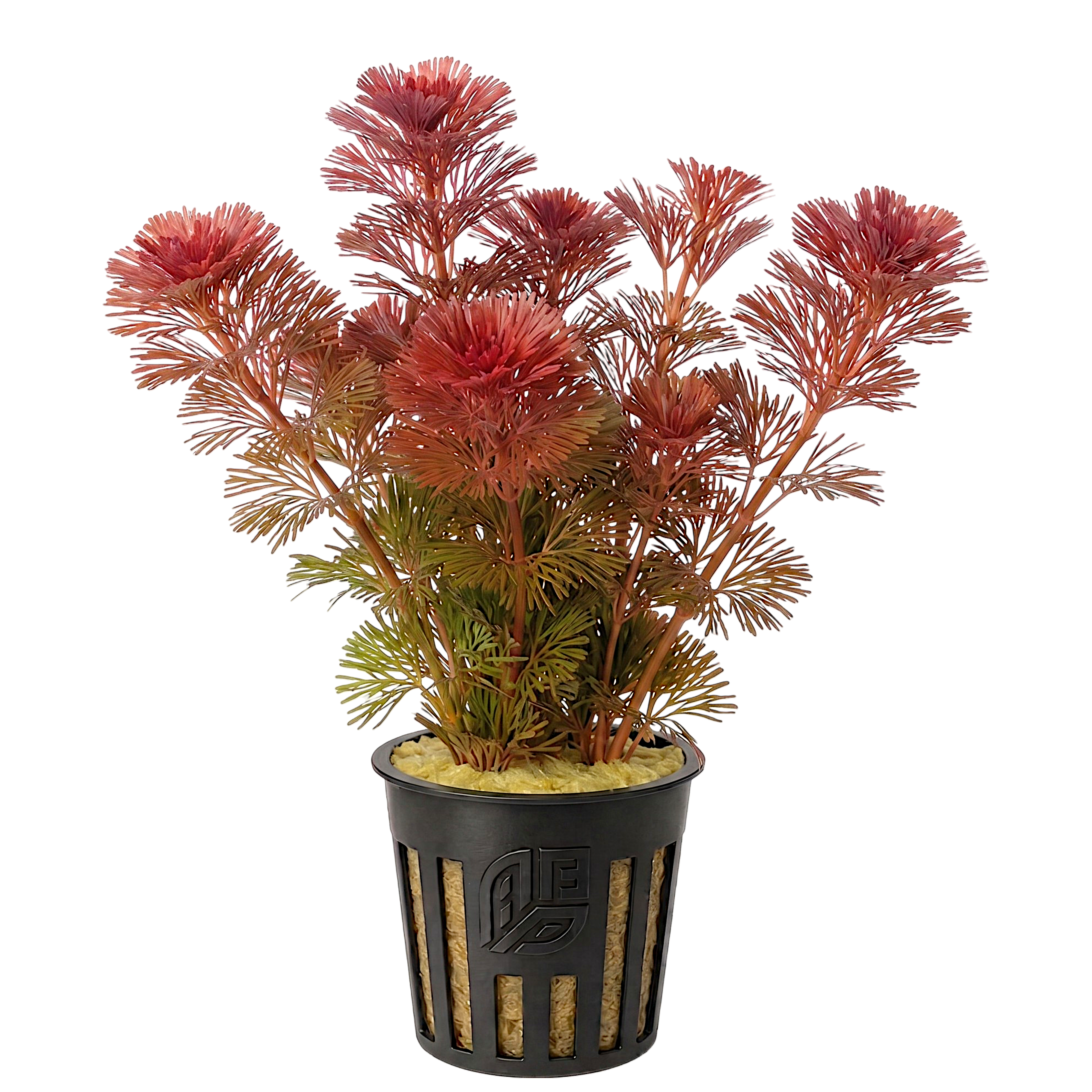 Several stems of vibrant red Cabomba furcata with fine, feathery leaves secured in a small aquatic planter pot.