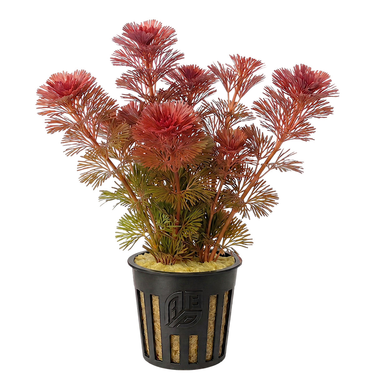 Several stems of vibrant red Cabomba furcata with fine, feathery leaves secured in a small aquatic planter pot.