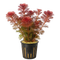 Several stems of vibrant red Cabomba furcata with fine, feathery leaves secured in a small aquatic planter pot.