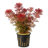 Several stems of vibrant red Cabomba furcata with fine, feathery leaves secured in a small aquatic planter pot.