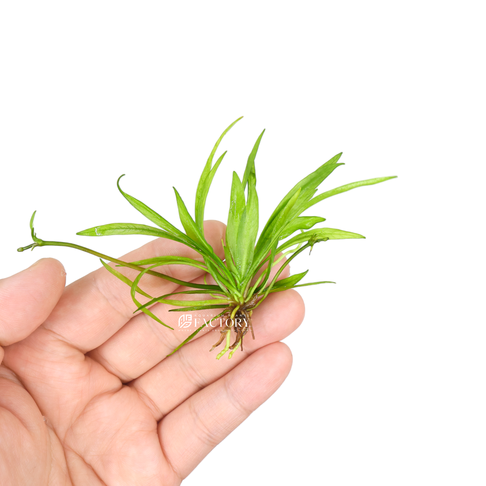 Helanthium bolivianum, formerly known as Echinodorus bolivianum, is a popular aquatic plant commonly known as the Bolivian chain sword or simply chain sword. It is native to South America and belongs to the Alismataceae family.